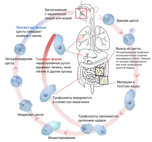 Amoebiasis la copii - simptome, diagnostic, prevenire și tratament al infecțiilor