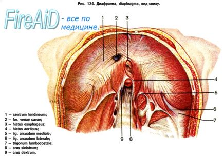 Anatomia diafragmei