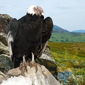 Andeanul Condor locuiește în sudul Americii și este una dintre cele mai mari păsări din lume