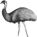 Австралійська косметика і птах ему