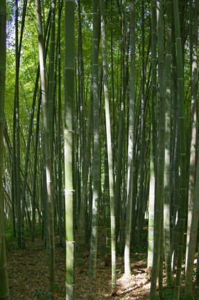 Bamboo este domnul de perfecțiune