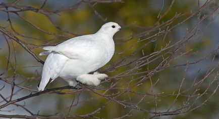 Puietul alb unde locuieste si cum arata (poza si descriere)