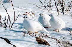 Puietul alb unde locuieste si cum arata (poza si descriere)