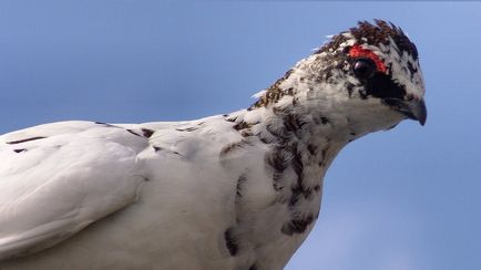 Puietul alb unde locuieste si cum arata (poza si descriere)