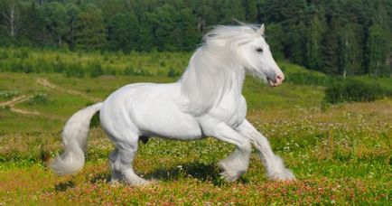 Cal alb într-un vis