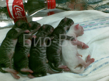 Sarcina și nașterea într-o pisică - clinică veterinară bio-vet