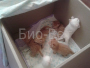 Sarcina și nașterea într-o pisică - clinică veterinară bio-vet