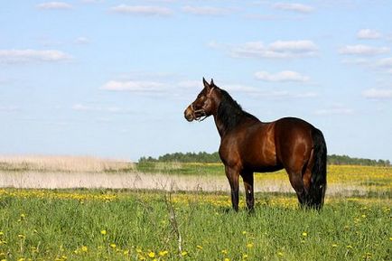 Безпородна кінь - плюси і мінуси - сайт про коней