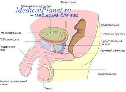 Efecte biologice ale testosteronului