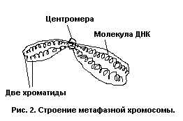 Біологія розподіл клітини