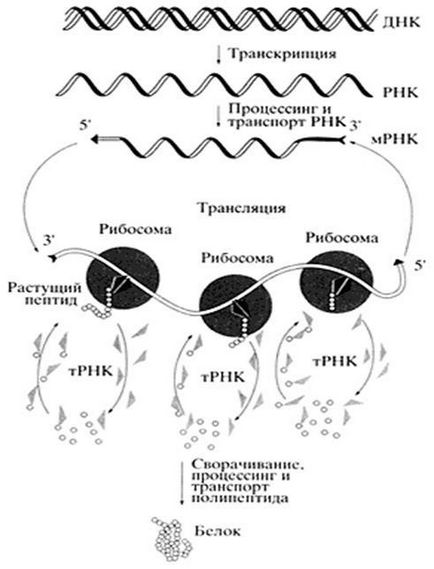 Biosinteza proteinelor - stadopedie