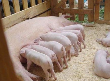 Plan de afaceri pentru cresterea porcilor, alegerea unei directii profitabile, afacerea dumneavoastra