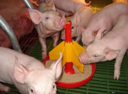 Бізнес план по розведенню свиней вибір прибуткового напрямку, свій бізнес