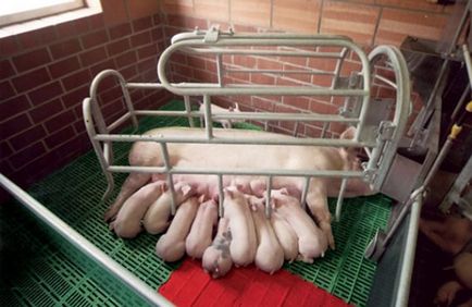 Üzleti terv tenyészsertésen válogatott jövedelmező irányba, az üzleti (üzleti tervet a sertéstartás vietnami vislobryuhaya) Üzleti terv tenyészsertésen válogatott jövedelmező irányba, az üzleti