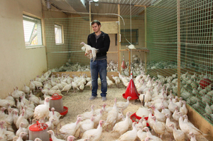 Üzleti növekvő pulyka szervezet pulyka farm (pulyka) Üzleti növekvő pulyka szervezet pulyka farmon