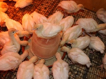 Üzleti növekvő pulyka szervezet pulyka farm (tenyészpulykákra üzleti) Üzleti növekvő pulyka szervezet pulyka farmon