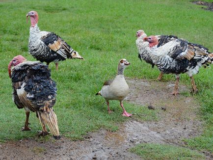 Üzleti növekvő pulyka szervezet pulyka farm (tenyészpulykákra üzleti) Üzleti növekvő pulyka szervezet pulyka farmon