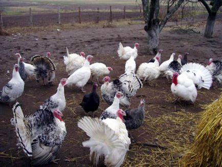 Üzleti növekvő pulyka szervezet pulyka farm (pulyka) Üzleti növekvő pulyka szervezet pulyka farmon