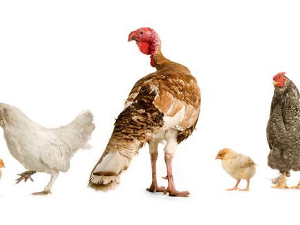 Üzleti növekvő pulyka szervezet pulyka farm (tenyészpulykákra üzleti) Üzleti növekvő pulyka szervezet pulyka farmon