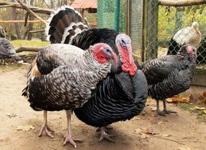 Üzleti növekvő pulyka szervezet pulyka farm (tenyészpulykákra üzleti) Üzleti növekvő pulyka szervezet pulyka farmon