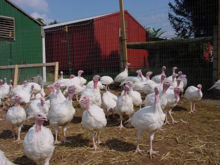 Afacere pentru cultivarea curcanilor din fermele de curcani