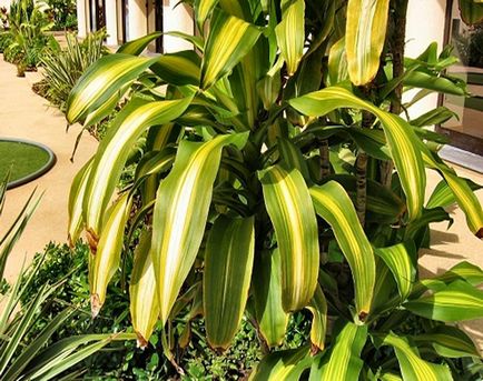 Dracaena betegség és a kezelés miért növények sárgák és száraz levél tippeket, mit kell tenni