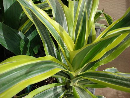 Dracaena betegség és a kezelés miért növények sárgák és száraz levél tippeket, mit kell tenni