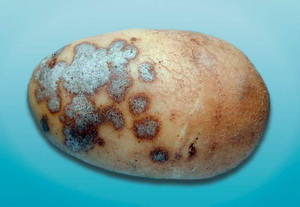 Boli ale cartofilor - nume, descriere, fotografie
