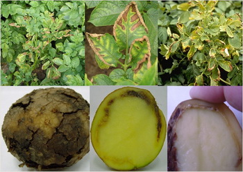 Хвороби картоплі - найменування, опис, фото