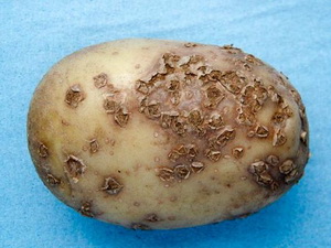 Хвороби картоплі - найменування, опис, фото