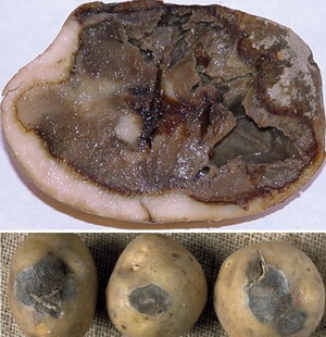 Boli ale cartofilor - nume, descriere, fotografie