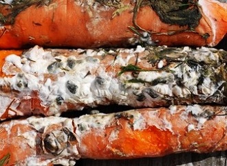 Хвороби моркви і боротьба з ними профілактика, фото, відео