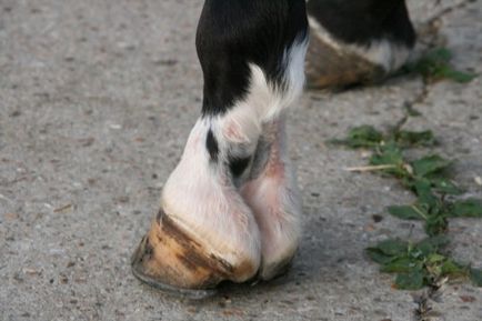 Boli ale picioarelor la cai
