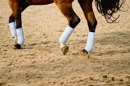 Boli ale picioarelor la cai