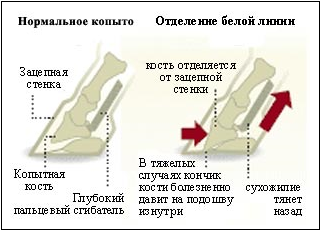 Хвороби ніг у коней