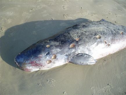 Большезубая сигарна акула (isistius plutodus)