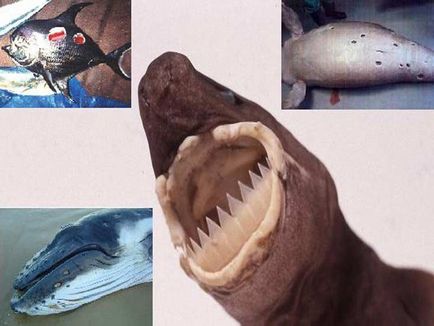 Сигарна акула великозуба - хижий ектопаразит