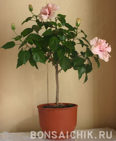 Bonsaichik cum să formeze un copac de hamster de la hibiscus și alte plante - site-ul autorului despre