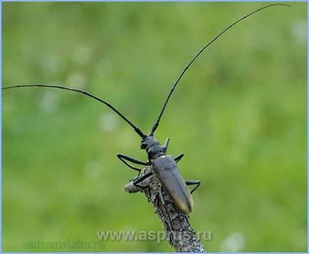 Kártevők és betegségek mogyoró appyapm