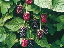 Бойсенберрі, або бойсенова ягода - гібрид малини і ожини