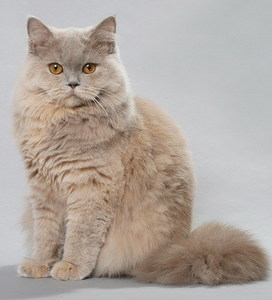 British Longhair (Britannica, Highlander, Lovelander) familie de feline