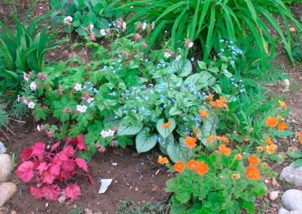 Brunner de plantare și de îngrijire în teren deschis, specii și soiuri cu o fotografie