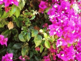 Бугенвіллея види (фото квітів), посадка і догляд, день дачника