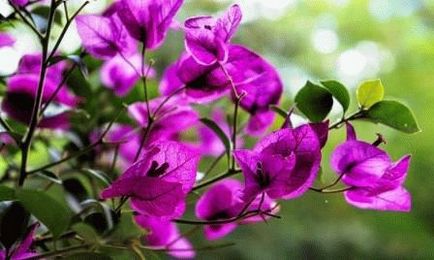 Bougainvillea fajok (kép szín), ültetés és gondozás, napos nyári tartózkodási