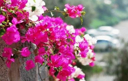 Bougainvillea fajok (kép szín), ültetés és gondozás, napos nyári tartózkodási