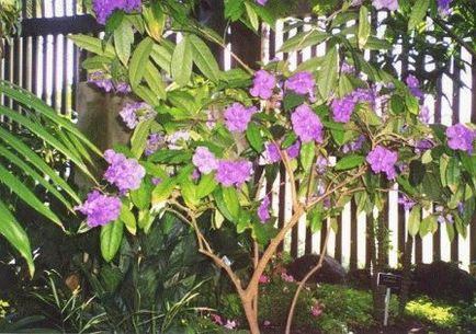 Бугенвіллея види (фото квітів), посадка і догляд, день дачника