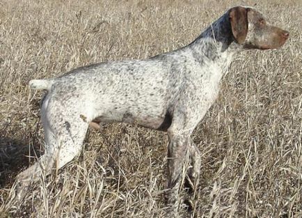 Bourbon căsătorie, rase de câini, animale și rase