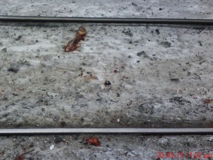 Man szeletelt vonat (fotó) (elölt) Man szeletelt vonat (fotó)