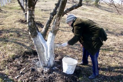 Чим обробити яблуню восени підготовка саду до зими