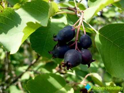Cum este boabe de fructe de padure utile si utile?